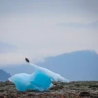 Bald eagle in Leconte Glacier, Alaska.