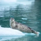 Harbour seal in Leconte Glacier, Alaska