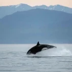 Orca leaping out of the water, in Alaska.