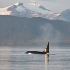 Orca, with mountains of Alaska in the background.