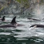 Orca pod in Alaska