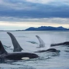 Orca pod in Alaska.