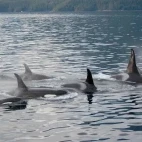 A family of orca in Alaska.