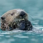 A sea otter in Alaska eating.