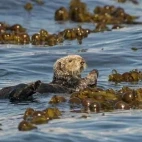 Sea otter in a kelp bed, in Alaska.