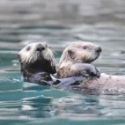 Sea otter with pup, in Alaska.