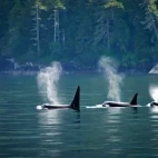 Three orca together, Alaska.