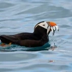 Tufted puffin in Alaska