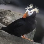 Tufted puffin on a rock, Alaska.