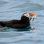 Tufted puffin with catch, Alaska.