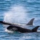 Two orcas swimming together in Alaska.
