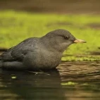 American dipper in Canada
