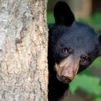 Black bear in Canada