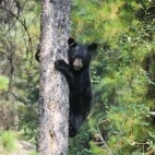 Black bear cub in Canada