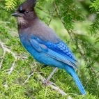 Blue steller's jay in Canada