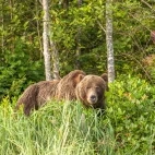 Coastal grizzly bear in Canada