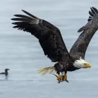 Bald eagle with fish around Vancouver Island, British Columbia.