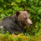 Grizzly bear resting in the Great Bear Rainforest, British Columbia.