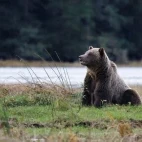 Grizzly bear sitting, Great Bear Rainforest, British Columbia.