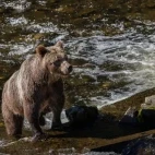Grizzly bear emerging from the water, British Columbia.