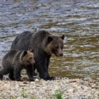 Grizzly bear sow with cub, in the Great Bear Rainforest, British Columbia.