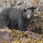 Black bear in British Columbia.