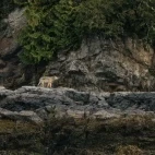 Coastal wolf on the shoreline, Vancouver Island.