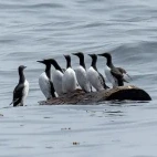 Common murre in the water around Vancouver Island.