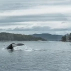 Humpback tail fluke in British Columbia, Canada.