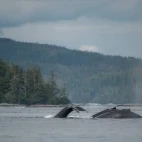 Humpback whales around Vancouver Island, British Columbia.