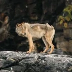 Lone coastal wolf, Vancouver.