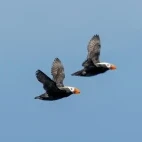 A pair of tufted puffins in flight, British Columbia.