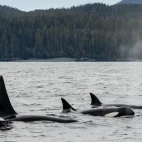 Pod of orca around the islands of the Great Bear Rainforest, British Columbia.