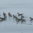 Red-necked phalarope on the waters around Vancouver Island.