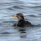 Rhinoceros auklet in British Columbia.