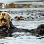 Sea otter floating amongst the seaweed, British Columbia.