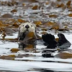 Sea otter in the water by Vancouver Island, British Columbia.