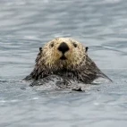 Sea otter in the water, British Columbia.