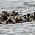 Group of sea otters floating in the waters around the Great Bear Rainforest.