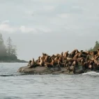 A colony of Stellar's sea lion in British Columbia.