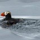 Tufted puffin swimming, British Columbia.