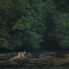 Coastal wolf on the shore of the Great Bear Rainforest.
