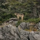 Wolf looking out, on an island in British Columbia.