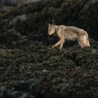 Coastal wolf amongst the seaweed, on the islands of British Columbia.