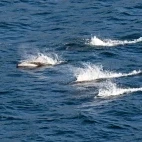 Dall's porpoise in Canada