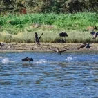 Geese & coastal grizzly bear in Canada