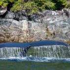 Humpback whale tail in Canada
