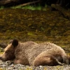 Coastal grizzly bear cub in Khutzeymateen Bear Sanctuary, Canada