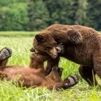 Coastal grizzly bears in Khutzeymateen Bear Sanctuary, Canada