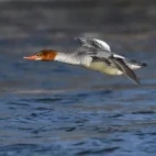 Merganser in Canada